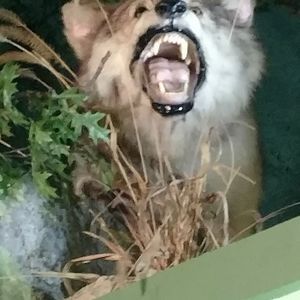 Meet your Posher, Bill